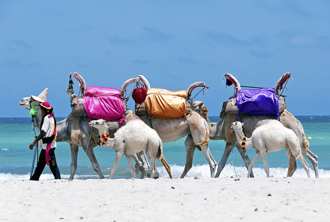 Öffentlicher Nahverkehr mit Nachwuchs, am Strand von Sidi Mahrez Öffentlicher Nahverkehr mit Nachwuchs, am Strand von Sidi Mahrez