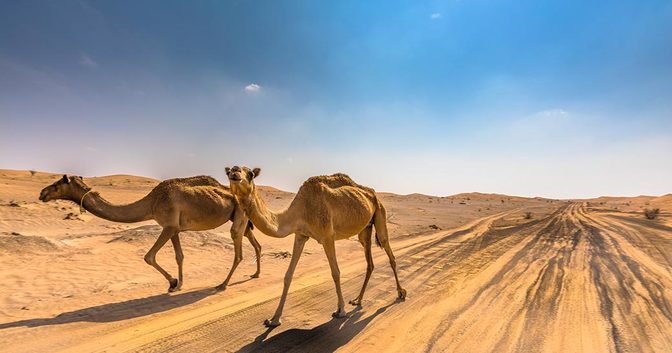 So schaut ein Novembernachmittag in der Wüste vor Dubai aus