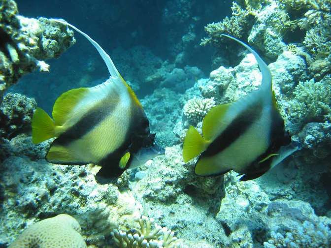 Tauchparadies rotes Meer - hier üben sich zwei Wimpelfische im Synchronschwimmen 