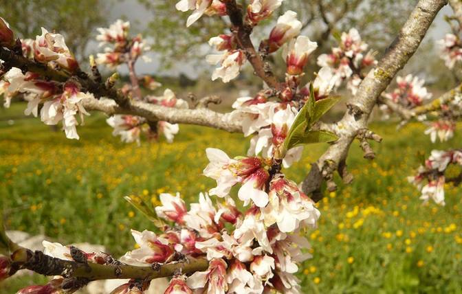 Mallorcas berühmte Mandelblüte blüht für diese Aufnahme Ende Februar