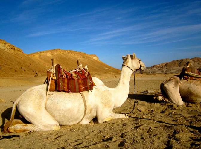 Nicht nur die Unterwasserwelt fasziniert: Kamele im Wadi el Gimal Nationalpark