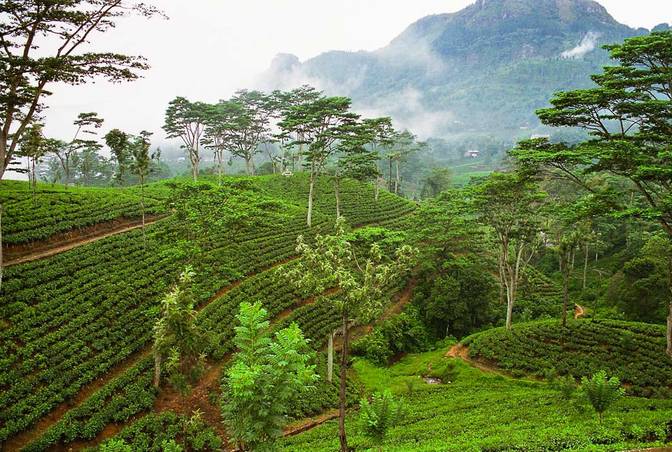 Teefelder im zentralen Hochland der Insel – aufgenommen Anfang Februar