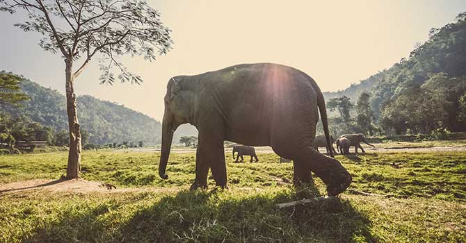 In Chiang-Mai beginnt jetzt (nicht nur für ihn hier) gerade wieder die Saison