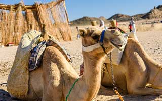 Hurghada m